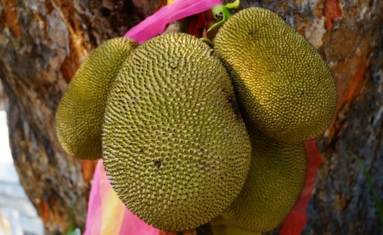 Dżakfrut - rewelacyjny owoc, który może zastąpić mięso